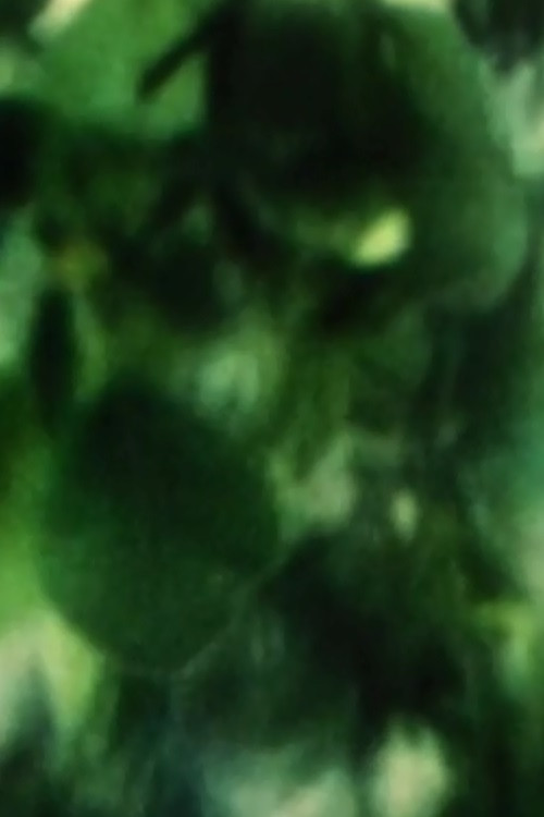 Plum Tree Zoom (2002) poster