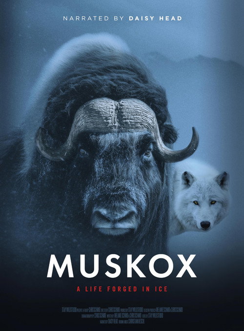 Muskox (2026) poster