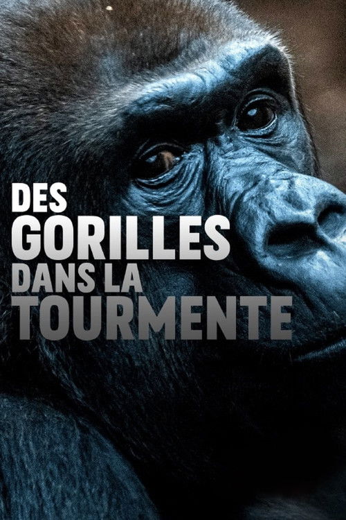 Gorillas unter Stress (2020) poster