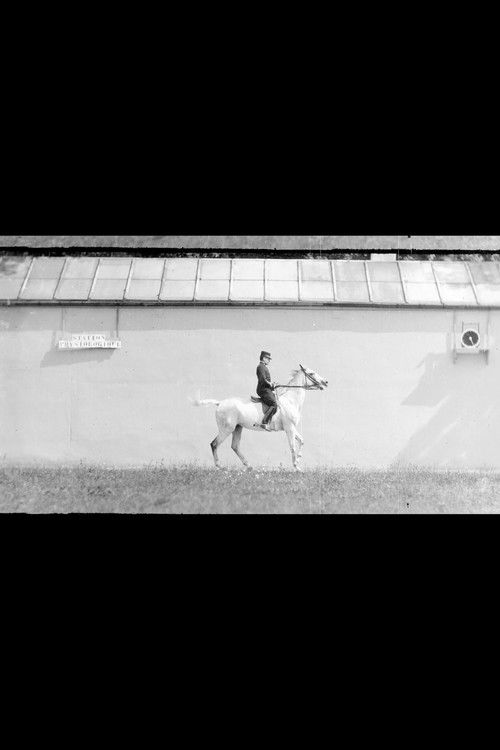 Bay Horse, Mounted, Trotting (1899) poster