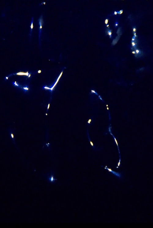 Born to be Yves Klein Blue (2016) poster