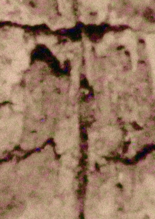 Ruido; Rauca (2020) poster