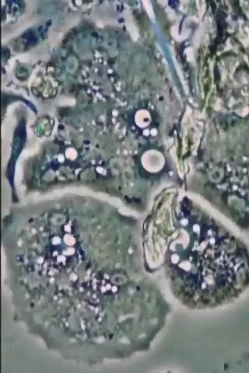 THE BONE II (1986) poster